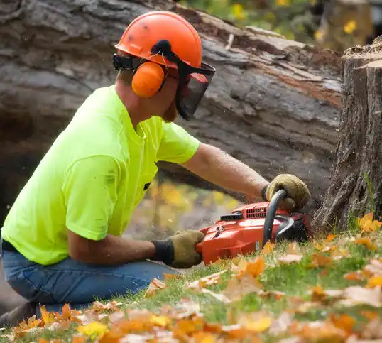 tree services Village of the Branch